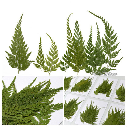 20 PCS Set (5-9CM) Dried pressed Leaves Asian Royal fern Pressed Flower Dried Pressed Fern Leaves Real Flat leaves Herbarium green foliage