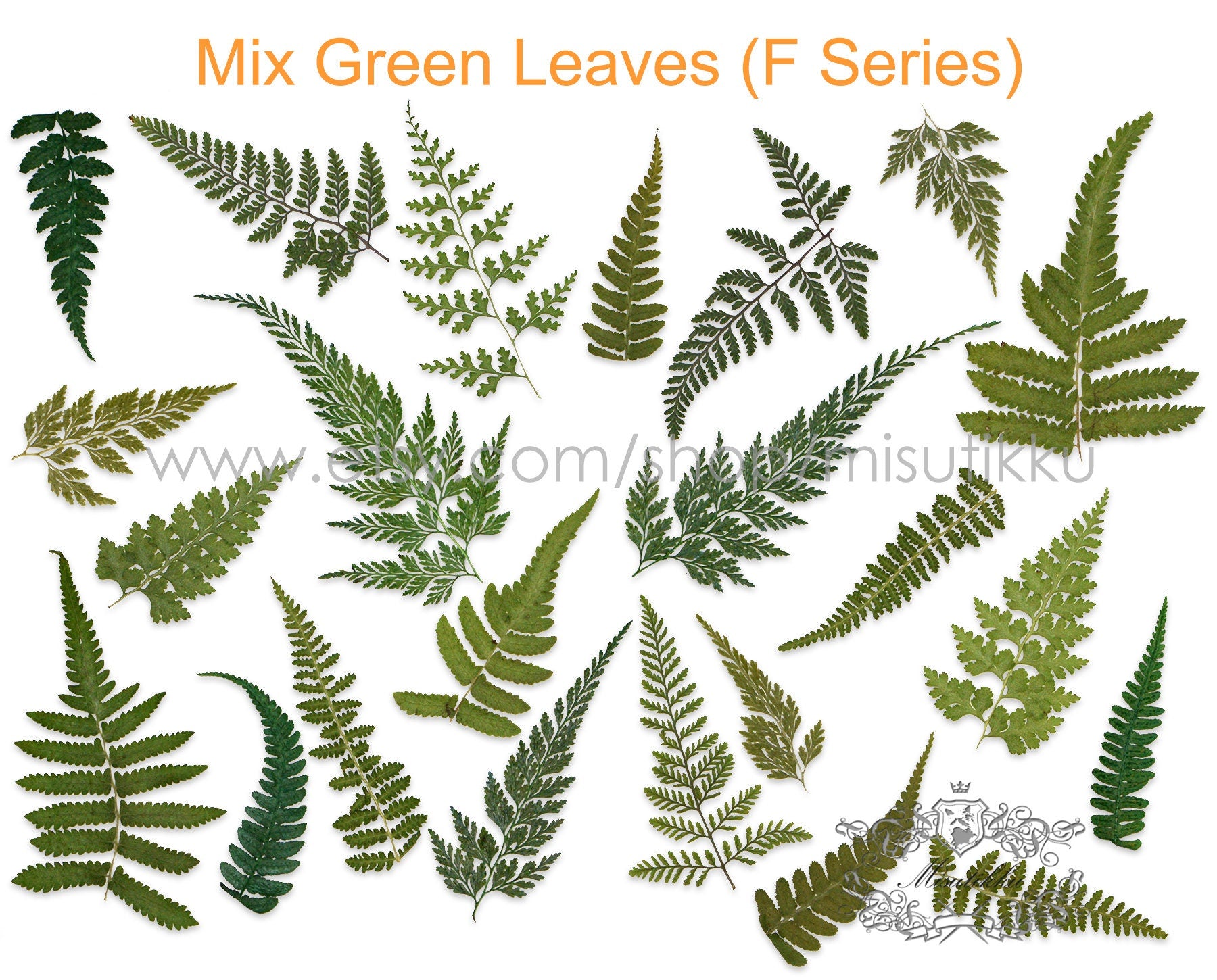 Set of 20 PCS REAL Pressed Leaves Green Ferns pressed flower Leaf Natural wild leaves Dry Flat leaf Herbarium green foliage Preserved Greeny