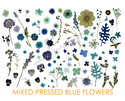 100 PCS Set Mixed Pressed Blue Flowers, Dried Blue Flower Stems, Dried Pressed Flower, Real Flat Blue Flowers, Assorted Preserved Flowers