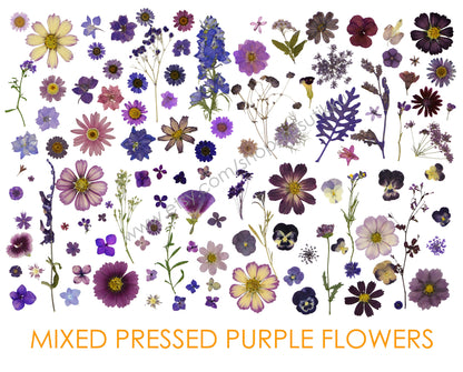 20 PCS Set Dried Pressed Purple Flowers Mixed, Dried Preserved Flower Stems, Real Pressed Flower, Purple Dried Flowers. Flat Pressed Flowers