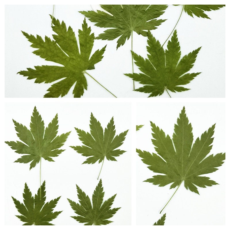 20 PCS (4-7CM) Real Pressed Maple Leaves Pressed Flower Leaves Pressed Green Leaves Pressed Flat Leave Real dried Leaf Preserved Dry Leaves