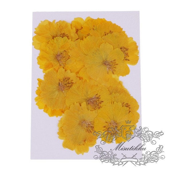 12 PCS Set (4-5CM) Pressed Flowers, Dried Yellow Cosmos Flower, Preserved Yellow Flat Flowers, Pressed Dried Flowers, Real Dried Flower,