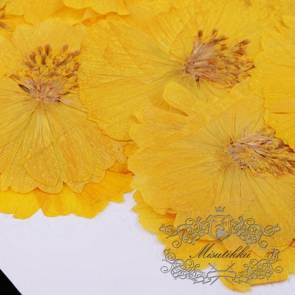 12 PCS Set (4-5CM) Pressed Flowers, Dried Yellow Cosmos Flower, Preserved Yellow Flat Flowers, Pressed Dried Flowers, Real Dried Flower,