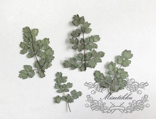 20 PCS Set (6-10CM) Dried pressed Silver leaves Pressed Winter Leaves Flat wildflowers Pressed Flower Dry Green Leaf real Herbarium fern