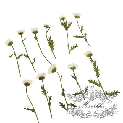 20 PCS Set (5-8CM) Dried Pressed White Daisy chrysanthemum Daisies with Branch Pressed White Daisy Stems Dry Real Preserved Wild Flowers