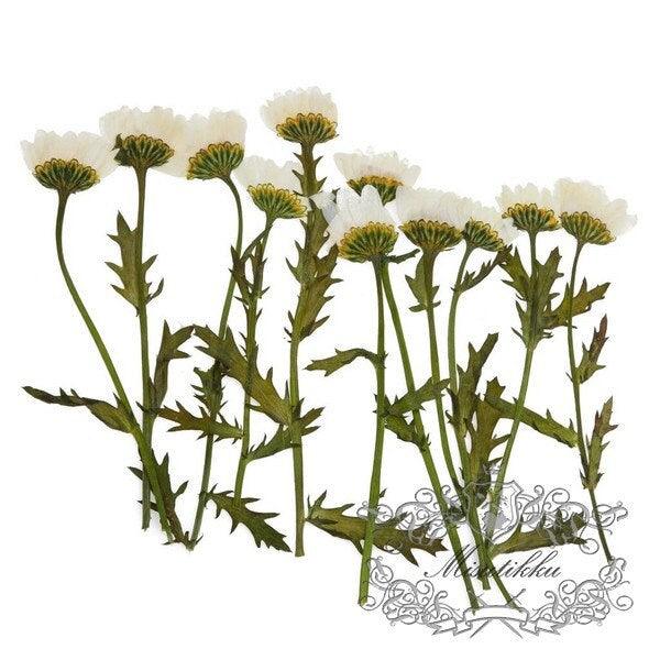 20 PCS Set (5-8CM) Dried Pressed White Daisy chrysanthemum Daisies with Branch Pressed White Daisy Stems Dry Real Preserved Wild Flowers