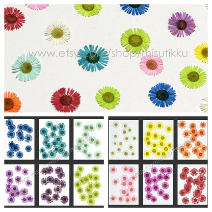 20 PCS Set (1-1.5CM) Pressed Flower Fleabane Daisy Mixed Real Dry Pressed flower Pressed Tiny Flat Flower Preserved Dried Daisies Bulk