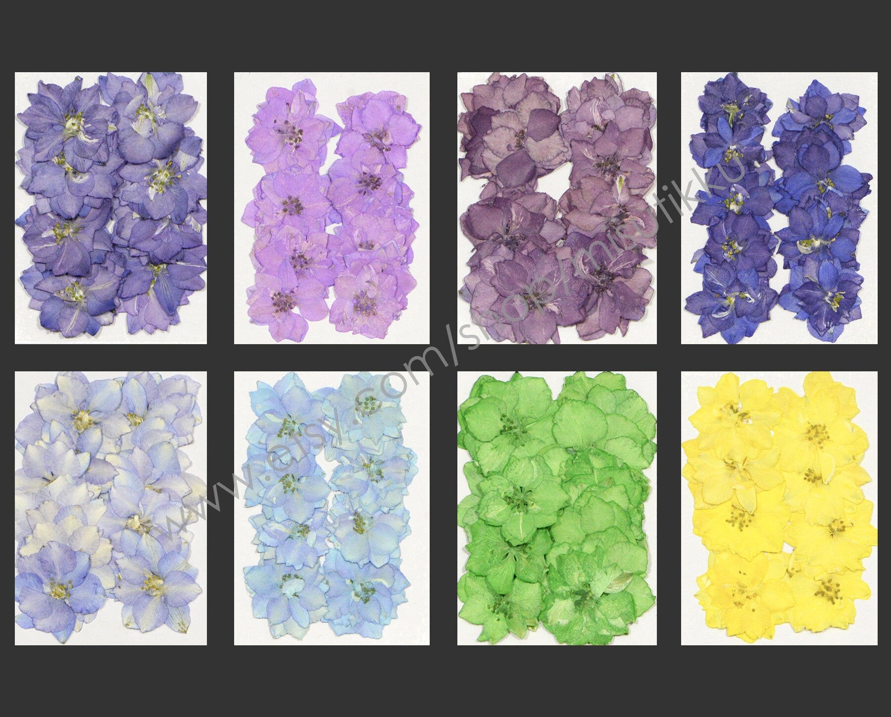 20 PCS/Set (2-3.5CM) Real Larkspur Pressed Flowers Preserved Dry Larkspur Flowers Flat Larkspur Dried Flowers Pressed Larkspur Flowers