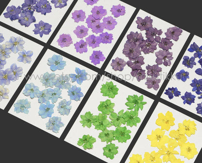 20 PCS/Set (2-3.5CM) Real Larkspur Pressed Flowers Preserved Dry Larkspur Flowers Flat Larkspur Dried Flowers Pressed Larkspur Flowers