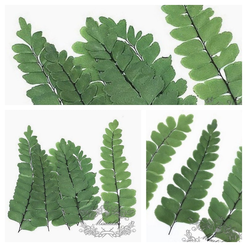 20 PCS Set (5-7CM) Pressed Leaves Pressed Flower Fern Pressed Greeny Foliage Real Dry Leaf Flat Leaves Dried Leaves Preserved Green Ferns