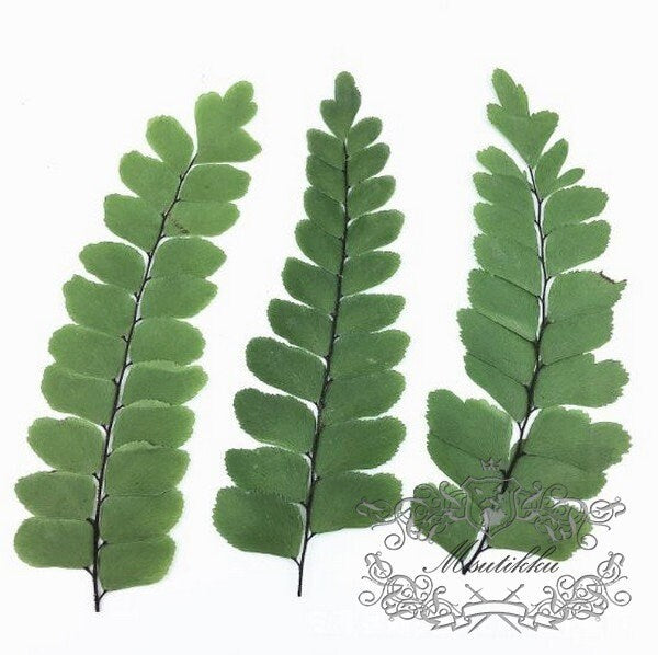 20 PCS Set (5-7CM) Pressed Leaves Pressed Flower Fern Pressed Greeny Foliage Real Dry Leaf Flat Leaves Dried Leaves Preserved Green Ferns