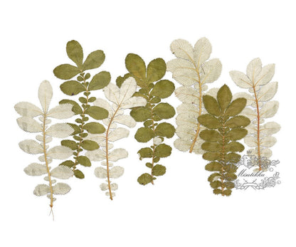 20 PCS Set (9-14CM) Pressed Silver leaves Dried Pressed Flower Flat pressed Winter Leaves Pressed Dry Green Leaf real flowers Pressed fern