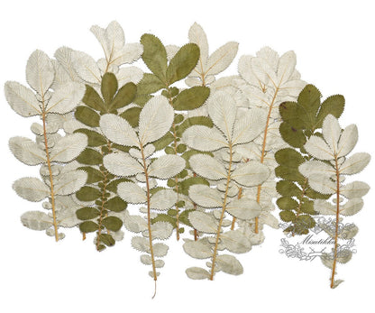 20 PCS Set (9-14CM) Pressed Silver leaves Dried Pressed Flower Flat pressed Winter Leaves Pressed Dry Green Leaf real flowers Pressed fern