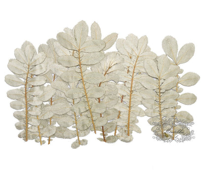 20 PCS Set (9-14CM) Pressed Silver leaves Dried Pressed Flower Flat pressed Winter Leaves Pressed Dry Green Leaf real flowers Pressed fern