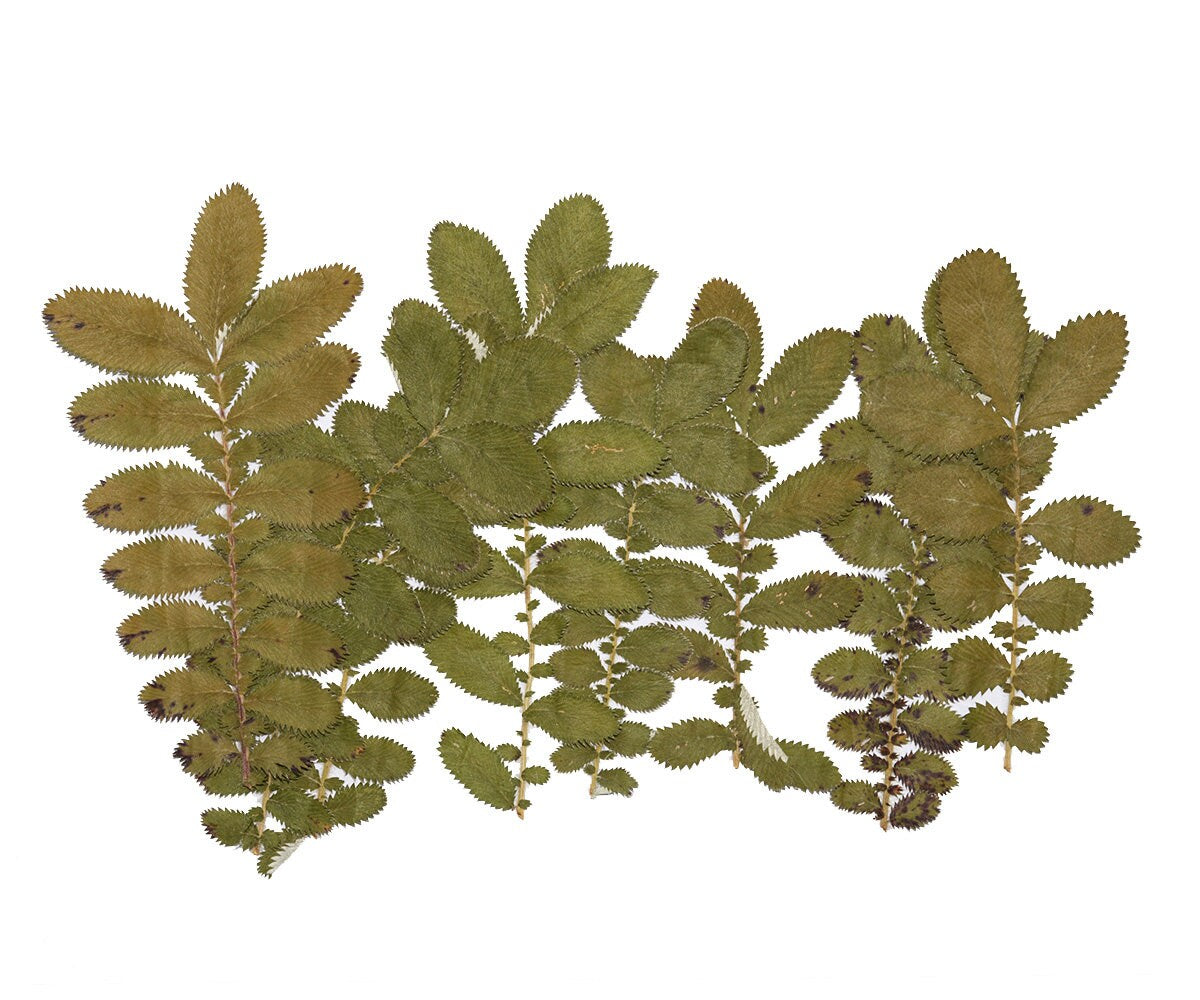 20 PCS Set (9-14CM) Pressed Silver leaves Dried Pressed Flower Flat pressed Winter Leaves Pressed Dry Green Leaf real flowers Pressed fern