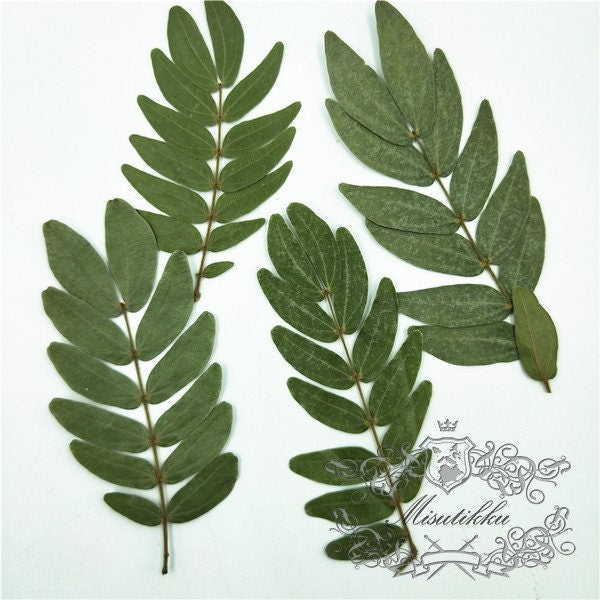 12 PCS Set (7-16CM) Pressed Dark Green dried Leaves Pressed Leaf Flat wildflower Presserved Real Greeny Fern flowers Foliage Stems