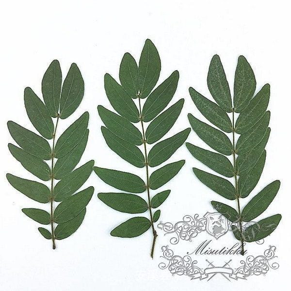 12 PCS Set (7-16CM) Pressed Dark Green dried Leaves Pressed Leaf Flat wildflower Presserved Real Greeny Fern flowers Foliage Stems