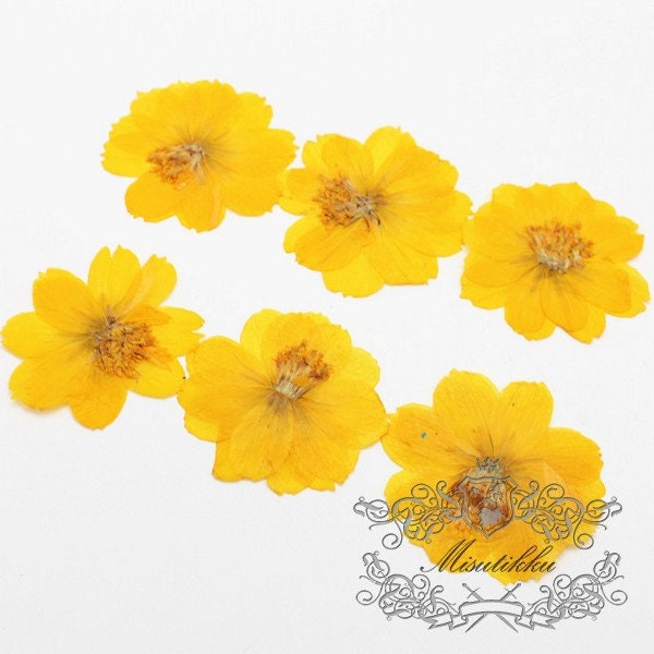 12 PCS Set (4-5CM) Pressed Flowers, Dried Yellow Cosmos Flower, Preserved Yellow Flat Flowers, Pressed Dried Flowers, Real Dried Flower,