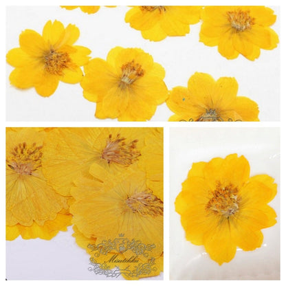 12 PCS Set (4-5CM) Pressed Flowers, Dried Yellow Cosmos Flower, Preserved Yellow Flat Flowers, Pressed Dried Flowers, Real Dried Flower,