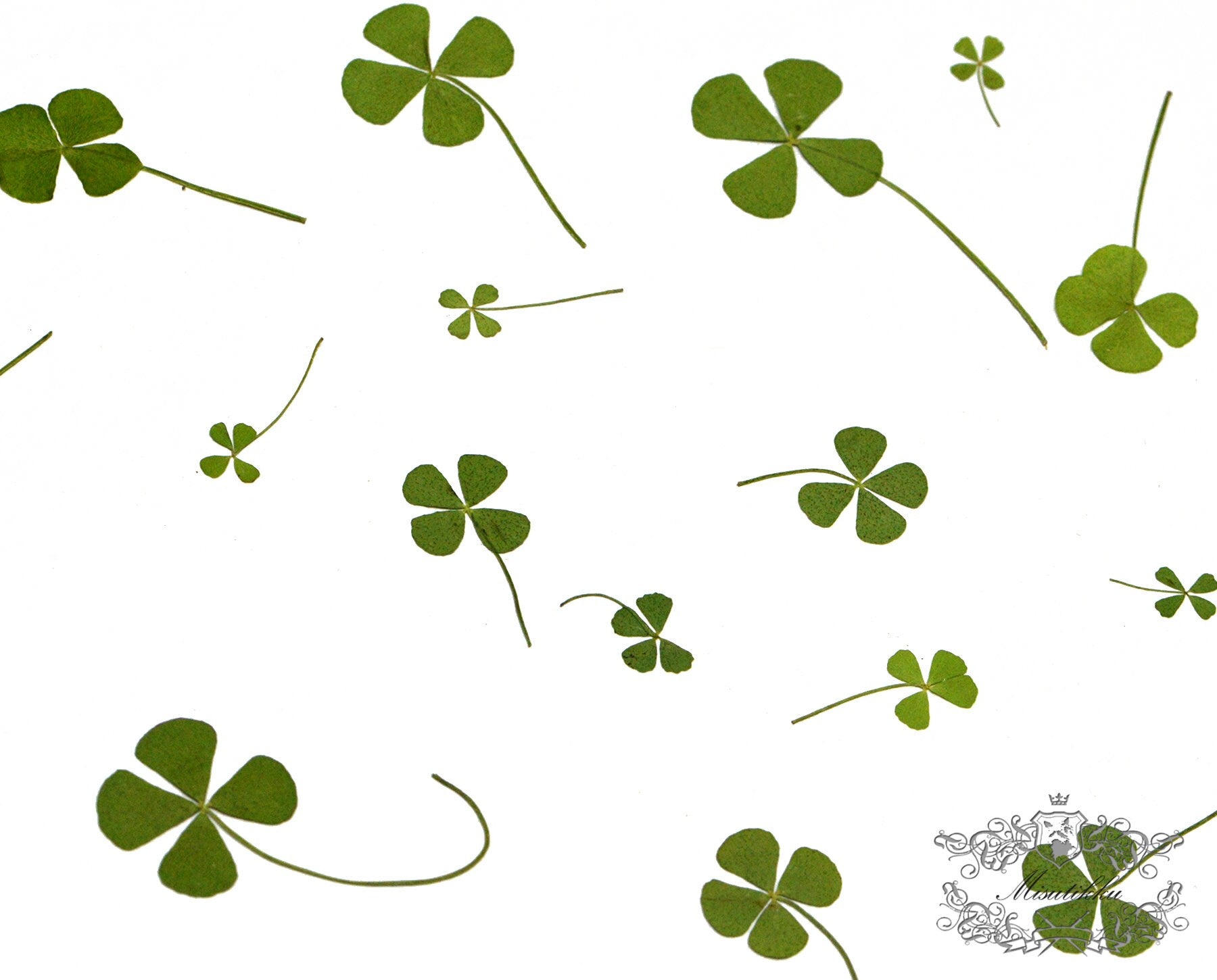 20 PCS Set (4 Sizes) Pressed Four Leaves Clover, Flat Dried Four leaves Clover, Real Four Leaves clover Pressed, Pressed Dried Flower Leaves