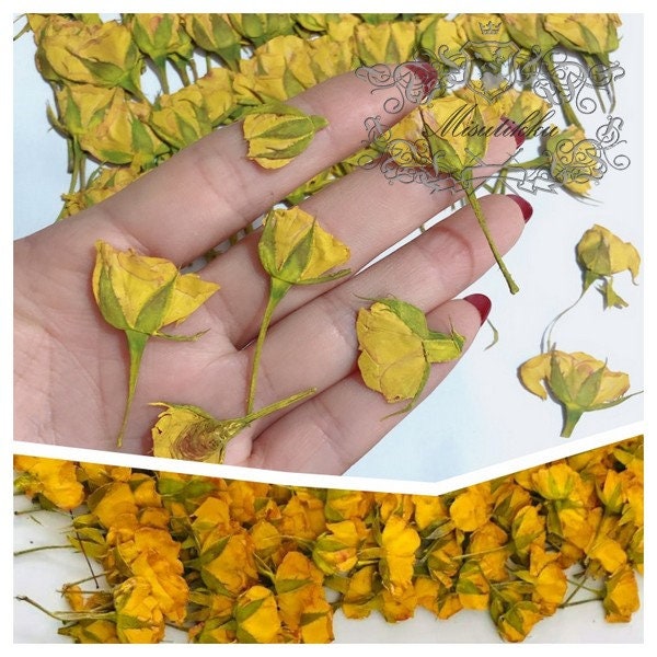 20 PCS Set (3-5CM) Dried Pressed Yellow Rose Buds, Pressed Dried Rose Flower Stems, Real Rose Buds , Pressed Flowers Small Rose Flowers