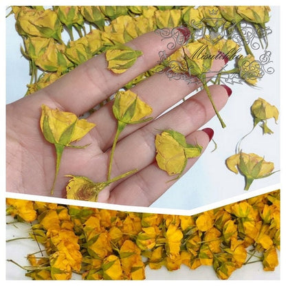 20 PCS Set (3-5CM) Dried Pressed Yellow Rose Buds, Pressed Dried Rose Flower Stems, Real Rose Buds , Pressed Flowers Small Rose Flowers