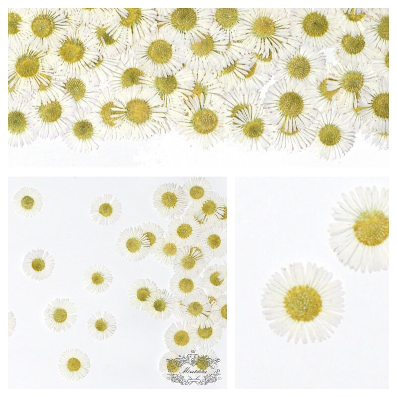 20 PCS Set (1.5-2CM) Pressed White Fleabane Pressed Daisy Real Dried Pressed Daisies flowers Preserved Dry Flat Fleabane Daisy Flower