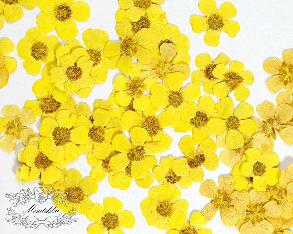 12 PCS Set (1.5-2.5CM) Pressed Flower Buttercups, Flat Dried Flower Yellow Buttercups, Pressed Dried Yellow Flowers, Dried Pressed Buttercup