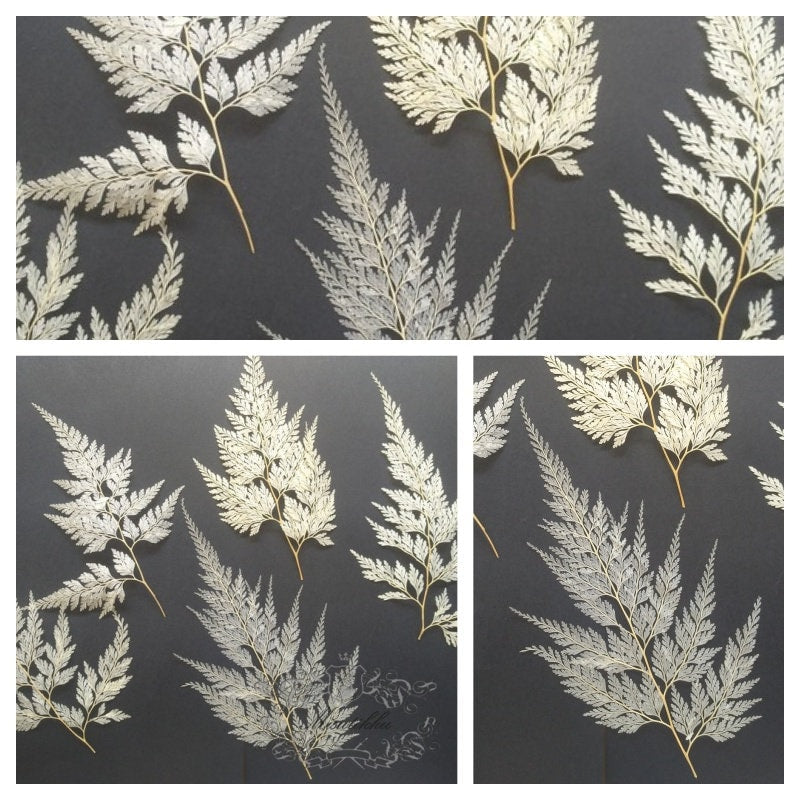 20 PCS Set (4-8CM) Dried pressed Winter Leaves Pressed Asian Royal Pressed fern pressed flowers Real Ivory White Dry Flat leaf foliage