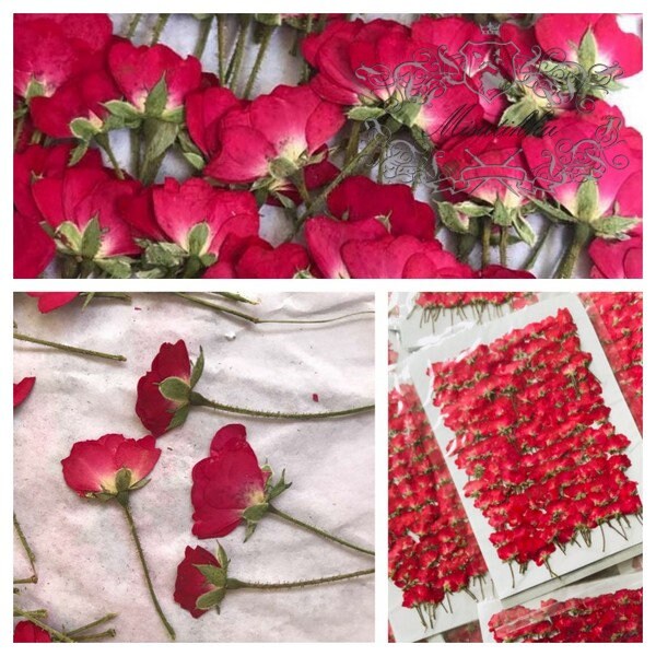 20 PCS/Set (4-6CM) Pressed Dried Rose Buds Flower, Pressed Flower Rose Stems, Flat Dried Rose Buds, Real Pressed Red Rose Dried Flowers