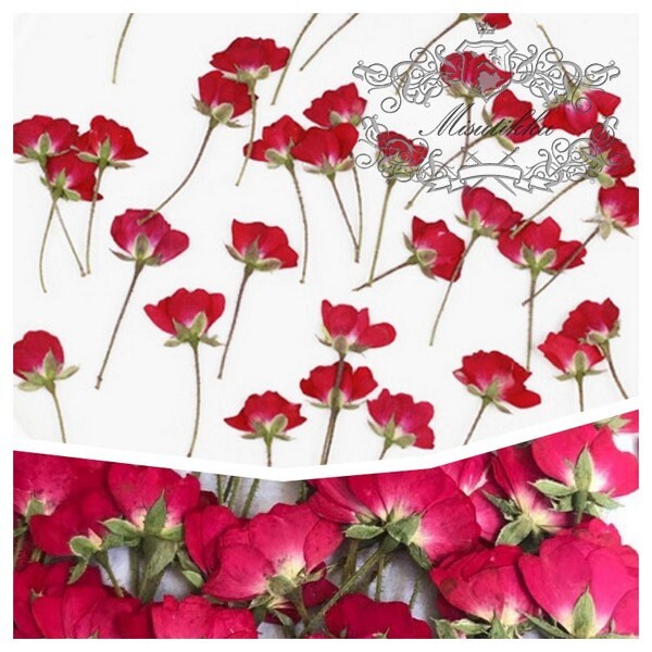 20 PCS/Set (4-6CM) Pressed Dried Rose Buds Flower, Pressed Flower Rose Stems, Flat Dried Rose Buds, Real Pressed Red Rose Dried Flowers