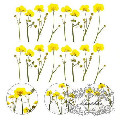 20 PCS Set (5-7CM) Dried Pressed Yellow Buttercup Flower Stems Real Pressed Dry Flowers Natural Preserved Flowers Stems Real Flat Flower 