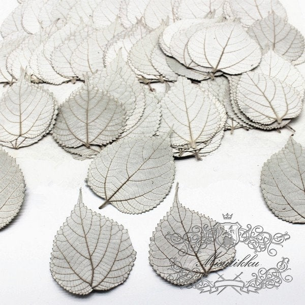 20 PCS Set (2-4CM) Dried pressed Silver Ramie Leaves, pressed flowers, Real Winter leaves, Dried Flat Pressed Silver color Dried Leaves