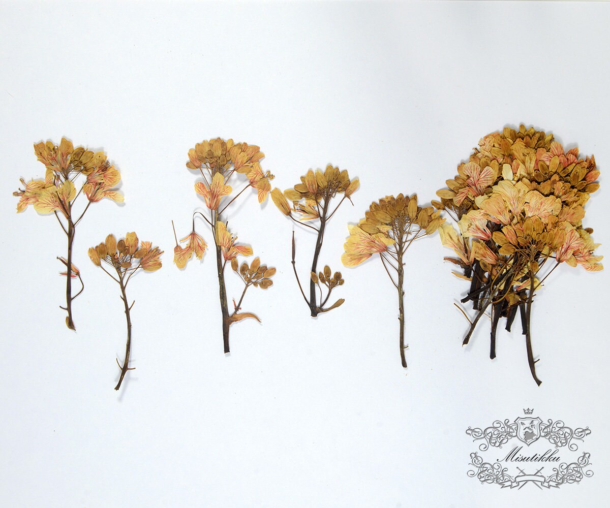 12 PCS Set (5-7CM) Pressed Dried Brown Flower Leaves, Flat pressed Dried flower, Real Pressed flower, Dried Flat Pressed Real Flowers