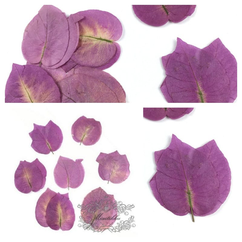 20 PCS Set (3-5CM) Set Pressed bougainvillea Leaves Purple leaves Ferns Preserved Dry Autumn Leaf Dried Leaves Pressed Flower Flat Leaf