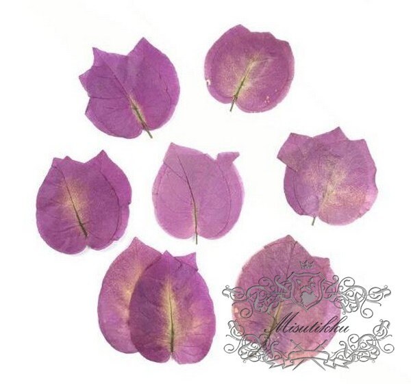 20 PCS Set (3-5CM) Set Pressed bougainvillea Leaves Purple leaves Ferns Preserved Dry Autumn Leaf Dried Leaves Pressed Flower Flat Leaf