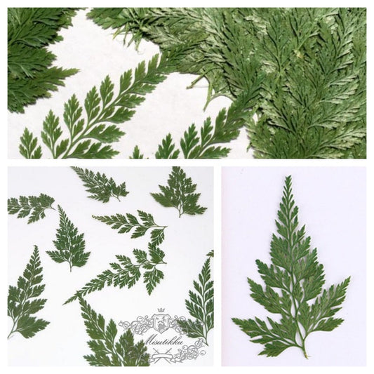 20 PCS Set (4-9CM) Dried pressed Leaves Dark Green Asian Royal fern Pressed leaves pressed flowers Real wild Dry Flat leaf green foliage