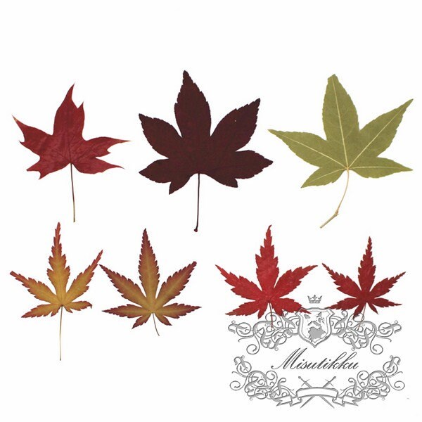 20 PCS Set (4-8CM) Pressed Maple Leaves Mix Assorted Color Flower Ferns Brown Dry Autumn Green Maple Leaf Dried Red Leaves Flat Leaf