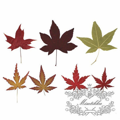 20 PCS Set (4-8CM) Pressed Maple Leaves Mix Assorted Color Flower Ferns Brown Dry Autumn Green Maple Leaf Dried Red Leaves Flat Leaf