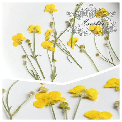 20 PCS Set (5-7CM) Dried Pressed Yellow Buttercup Flower Stems Real Pressed Dry Flowers Natural Preserved Flowers Stems Real Flat Flower 