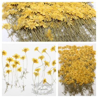 20 PCS Set (6-8CM) Pressed Yellow FLower Stems Real Pressed dried Flowers Natural Preserved Dry Wild Flower Flat Petal Greeny Floral Foliage