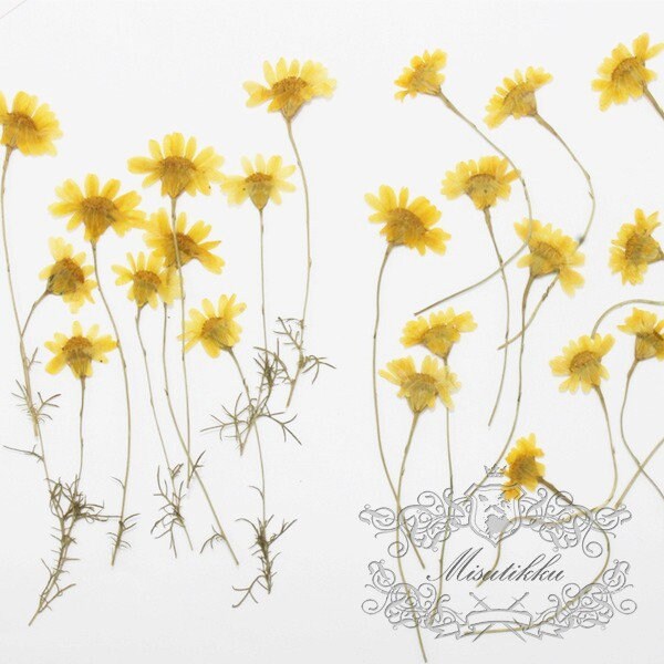 20 PCS Set (6-8CM) Pressed Yellow FLower Stems Real Pressed dried Flowers Natural Preserved Dry Wild Flower Flat Petal Greeny Floral Foliage