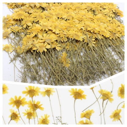 20 PCS Set (6-8CM) Pressed Yellow FLower Stems Real Pressed dried Flowers Natural Preserved Dry Wild Flower Flat Petal Greeny Floral Foliage