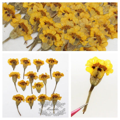 20 PCS Set (4-7CM) Dried Pressed Yellow Flowers Preservation Flower Stems Real Flowers Natural Pressed Flat Flowers Dry Preserved Flowers 