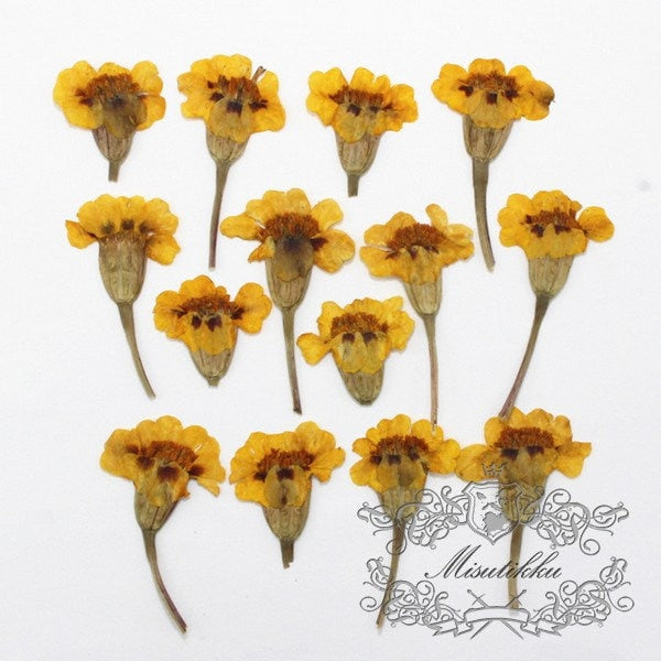 20 PCS Set (4-7CM) Dried Pressed Yellow Flowers Preservation Flower Stems Real Flowers Natural Pressed Flat Flowers Dry Preserved Flowers 