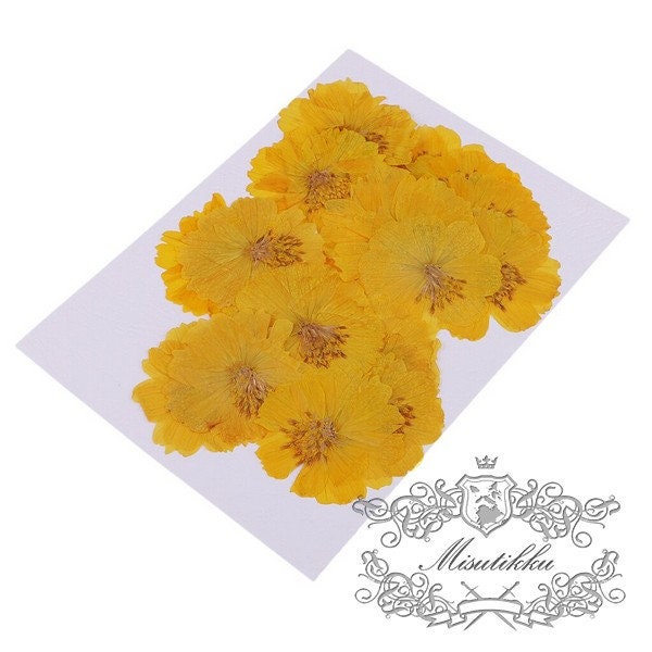 12 PCS Set (4-5CM) Pressed Flowers, Dried Yellow Cosmos Flower, Preserved Yellow Flat Flowers, Pressed Dried Flowers, Real Dried Flower,