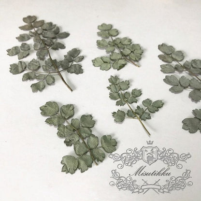 20 PCS Set (6-10CM) Dried pressed Silver leaves Pressed Winter Leaves Flat wildflowers Pressed Flower Dry Green Leaf real Herbarium fern