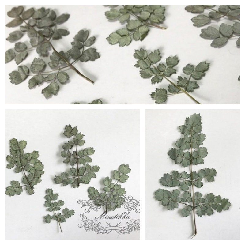 20 PCS Set (6-10CM) Dried pressed Silver leaves Pressed Winter Leaves Flat wildflowers Pressed Flower Dry Green Leaf real Herbarium fern