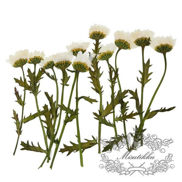 20 PCS Set (5-8CM) Dried Pressed White Daisy chrysanthemum Daisies with Branch Pressed White Daisy Stems Dry Real Preserved Wild Flowers