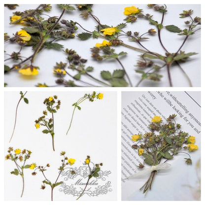 20 PCS Set (6-9CM) Dried Pressed yellow Flower Stems Real Pressed Flowers Dry Natural Preserved Flowers Stems Real Flat Flower Stems